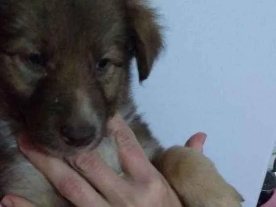 Cachorro ra a Srd  idade 2 a 6 meses nome Filhotes 