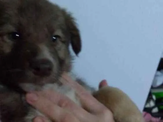 Cachorro ra a Srd  idade 2 a 6 meses nome Filhotes 