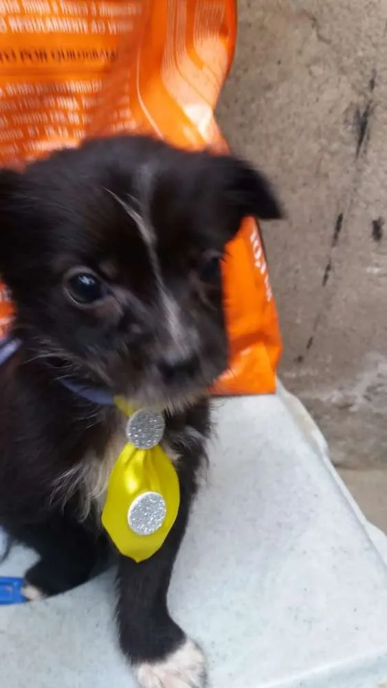 Cachorro ra a Srd  idade 2 a 6 meses nome Filhotes 