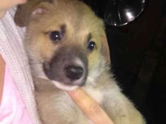 Cachorro ra a Srd  idade 2 a 6 meses nome Filhotes 