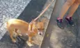 Pepita