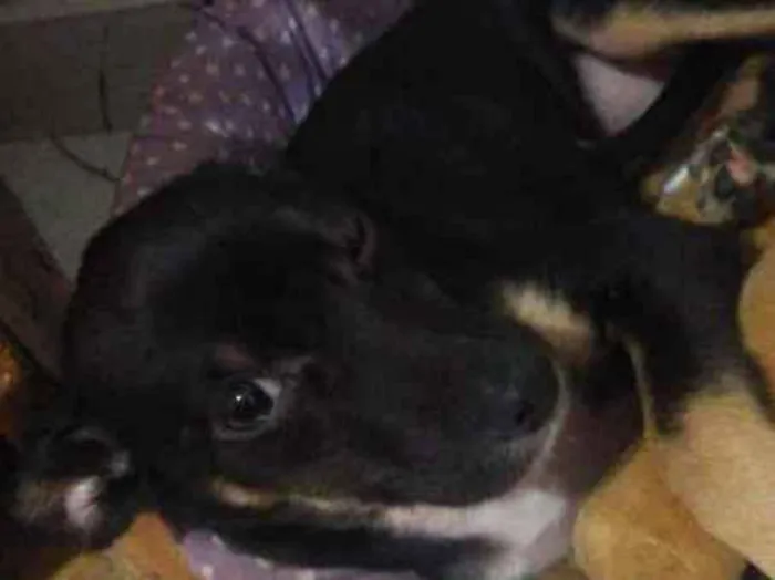Cachorro ra a Mix pinsher idade 7 a 11 meses nome Meg