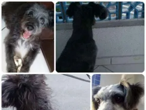 Cachorro raça SRD idade 2 a 6 meses nome Bob