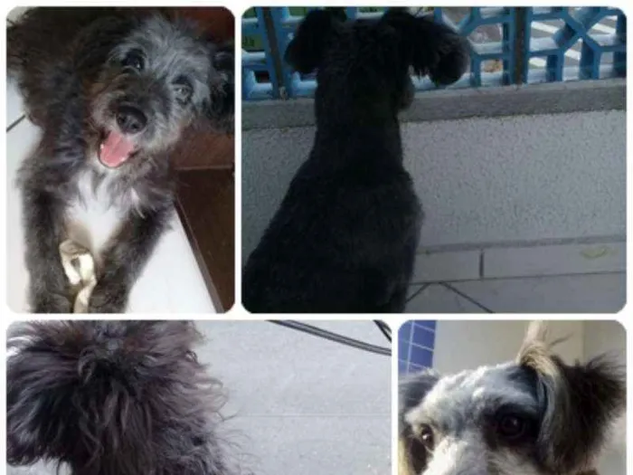 Cachorro ra a SRD idade 2 a 6 meses nome Bob