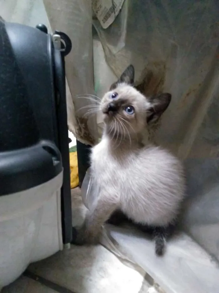 Gato ra a Mestiço idade Abaixo de 2 meses nome Folgados