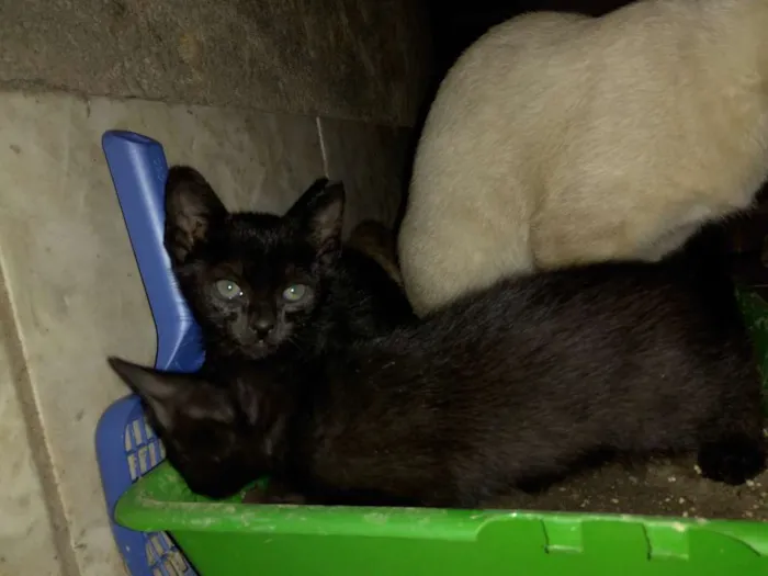 Gato ra a Mestiço idade Abaixo de 2 meses nome Folgados