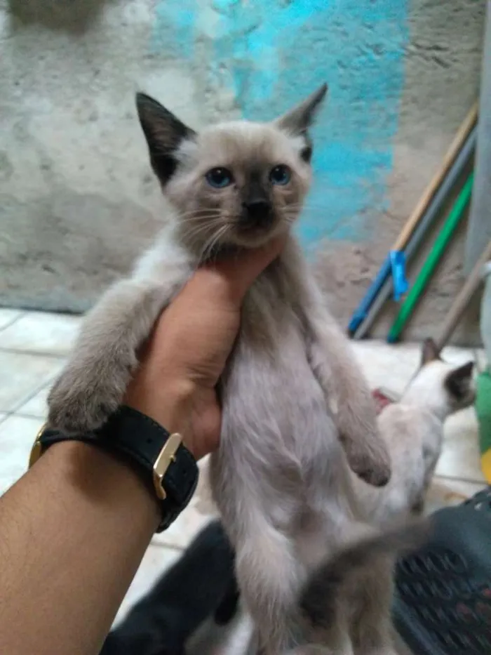 Gato ra a Mestiço idade Abaixo de 2 meses nome Folgados