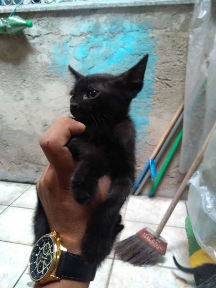 Gato ra a Mestiço idade Abaixo de 2 meses nome Folgados