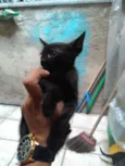 Folgados
