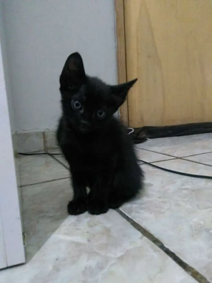 Gato ra a Mestiço idade Abaixo de 2 meses nome Folgados