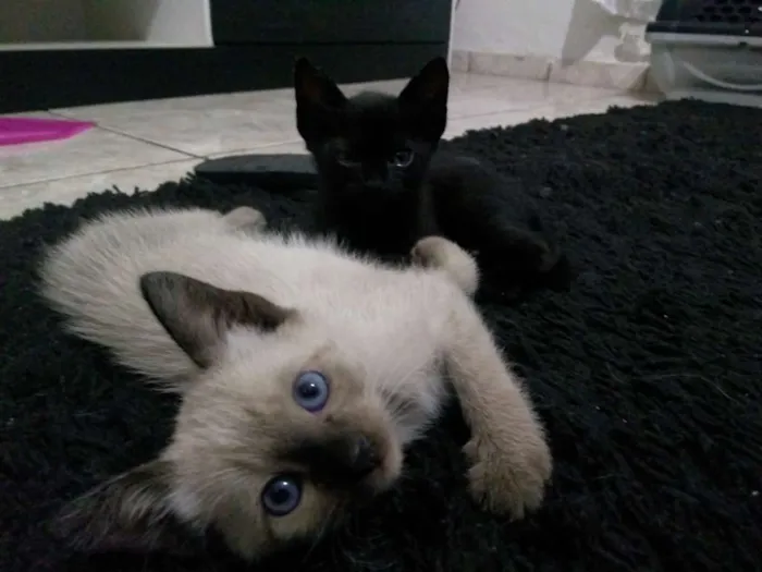 Gato ra a Mestiço idade Abaixo de 2 meses nome Folgados