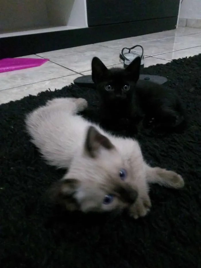 Gato ra a Mestiço idade Abaixo de 2 meses nome Folgados