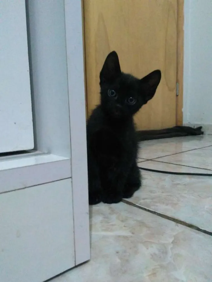 Gato ra a Mestiço idade Abaixo de 2 meses nome Folgados