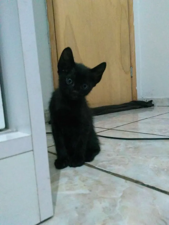 Gato ra a Mestiço idade Abaixo de 2 meses nome Folgados