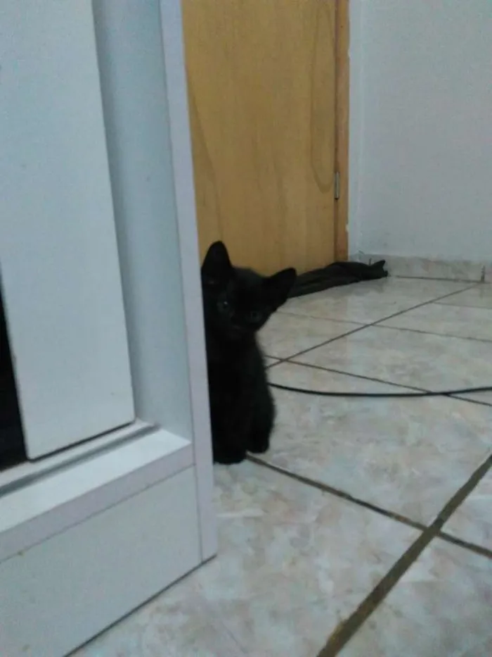 Gato ra a Mestiço idade Abaixo de 2 meses nome Folgados