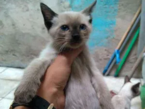 Gato raça Mestiço idade Abaixo de 2 meses nome Folgados