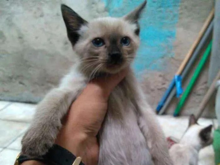 Gato ra a Mestiço idade Abaixo de 2 meses nome Folgados
