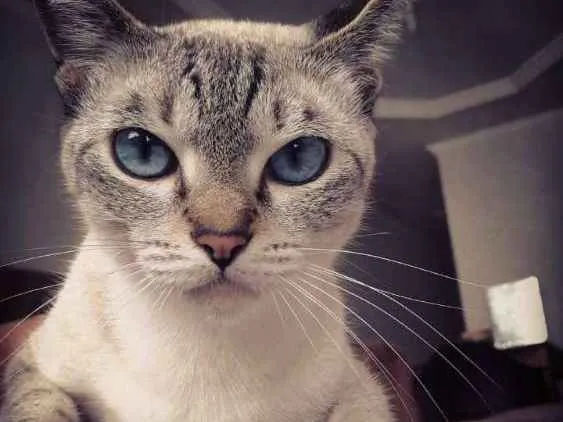 Gato ra a Siamês  idade 6 ou mais anos nome Mart'nália