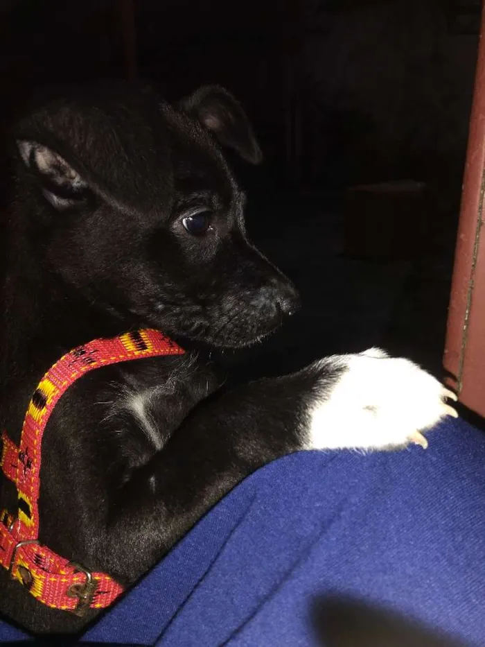 Cachorro raça Não identificamos idade 2 a 6 meses nome Não possui