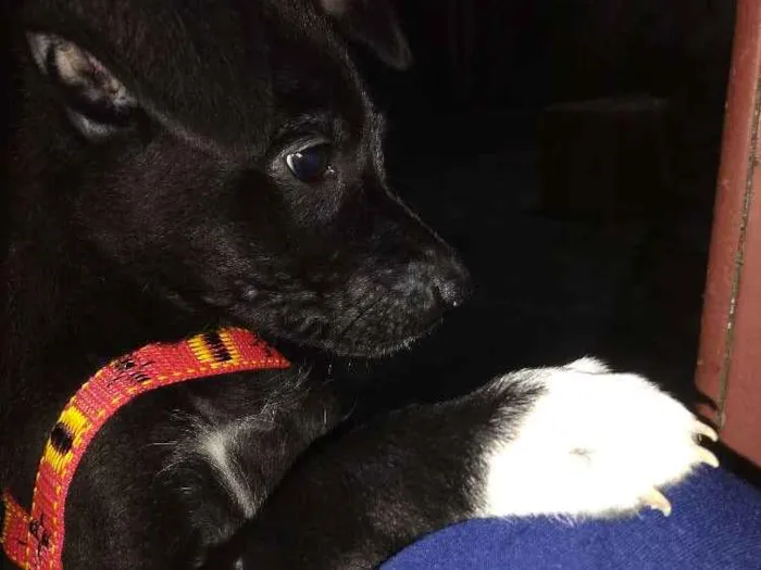 Cachorro raça Não identificamos idade 2 a 6 meses nome Não possui