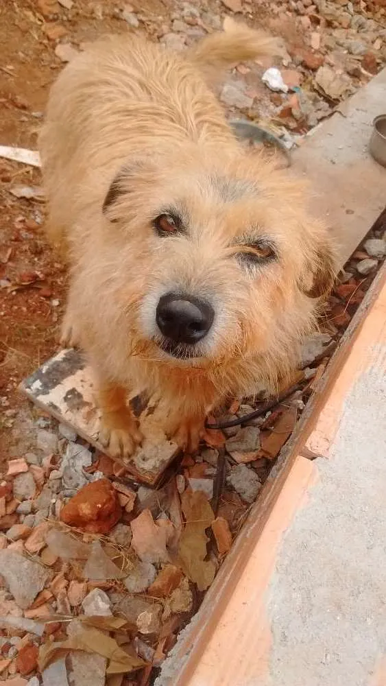 Cachorro raça Srd idade 4 anos nome Jully