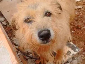 Cachorro raça Srd idade 4 anos nome Jully
