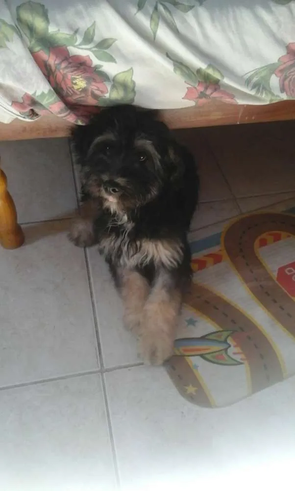 Cachorro ra a Mistura de Pudle com Shitzu idade 2 a 6 meses nome Duk