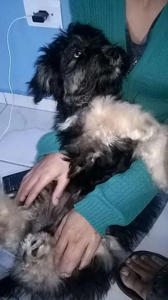 Cachorro ra a Mistura de Pudle com Shitzu idade 2 a 6 meses nome Duk