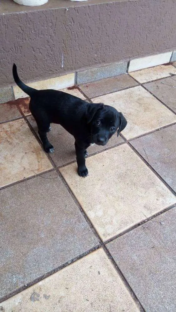 Cachorro ra a Raça indefinida idade Abaixo de 2 meses nome Ainda não tem nome