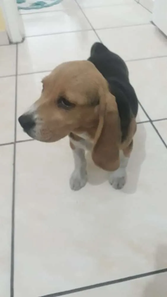 Cachorro ra a Beagle idade 2 a 6 meses nome Lara