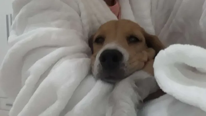 Cachorro ra a Beagle idade 2 a 6 meses nome Lara