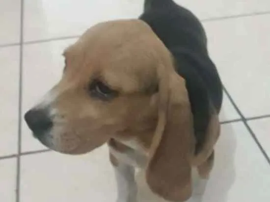 Cachorro ra a Beagle idade 2 a 6 meses nome Lara