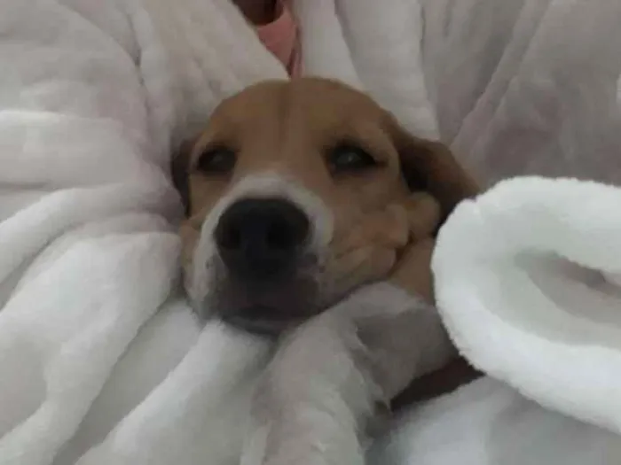 Cachorro ra a Beagle idade 2 a 6 meses nome Lara