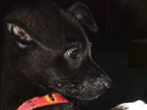 Cachorro raça Não identificamos idade 2 a 6 meses nome Não possui