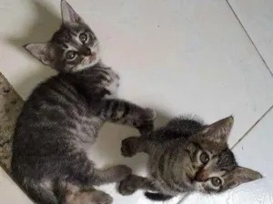 Gato raça Acho que não tem idade 2 a 6 meses nome Estão sem nomes 