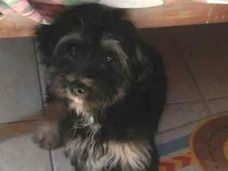 Cachorro ra a Mistura de Pudle com Shitzu idade 2 a 6 meses nome Duk