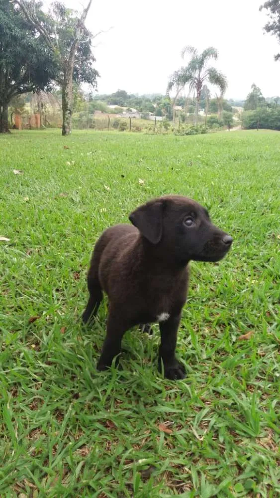 Cachorro ra a  idade 2 a 6 meses nome sem nome
