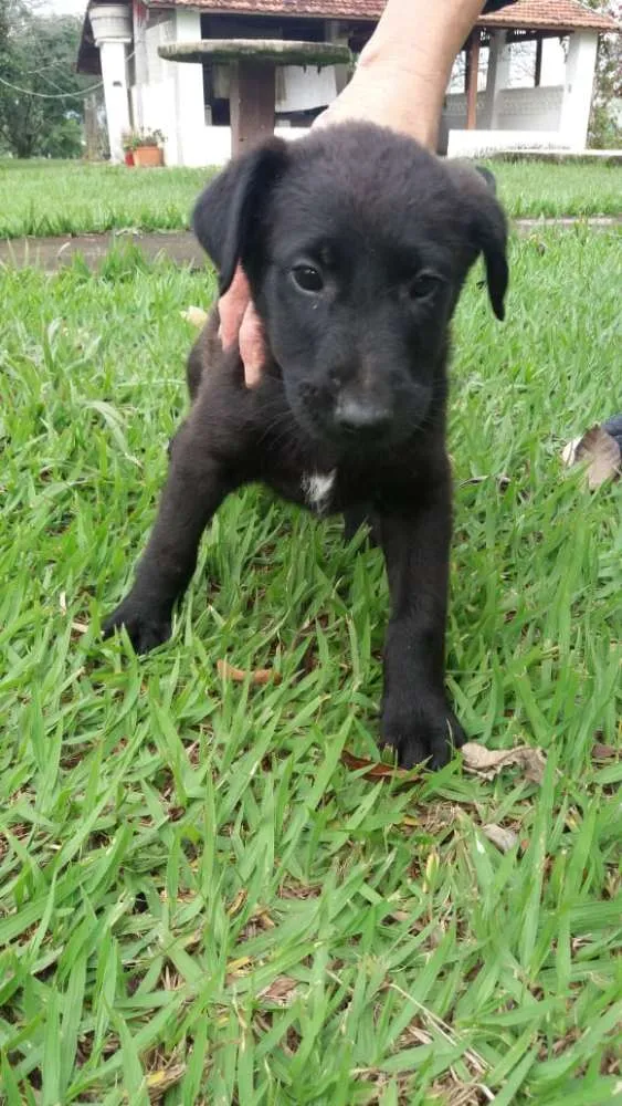 Cachorro ra a  idade 2 a 6 meses nome sem nome