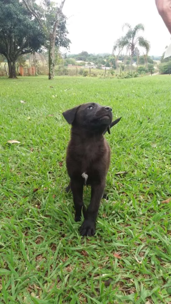 Cachorro ra a  idade 2 a 6 meses nome sem nome