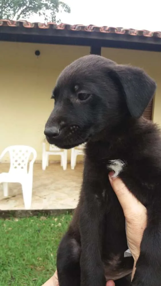 Cachorro ra a  idade 2 a 6 meses nome sem nome