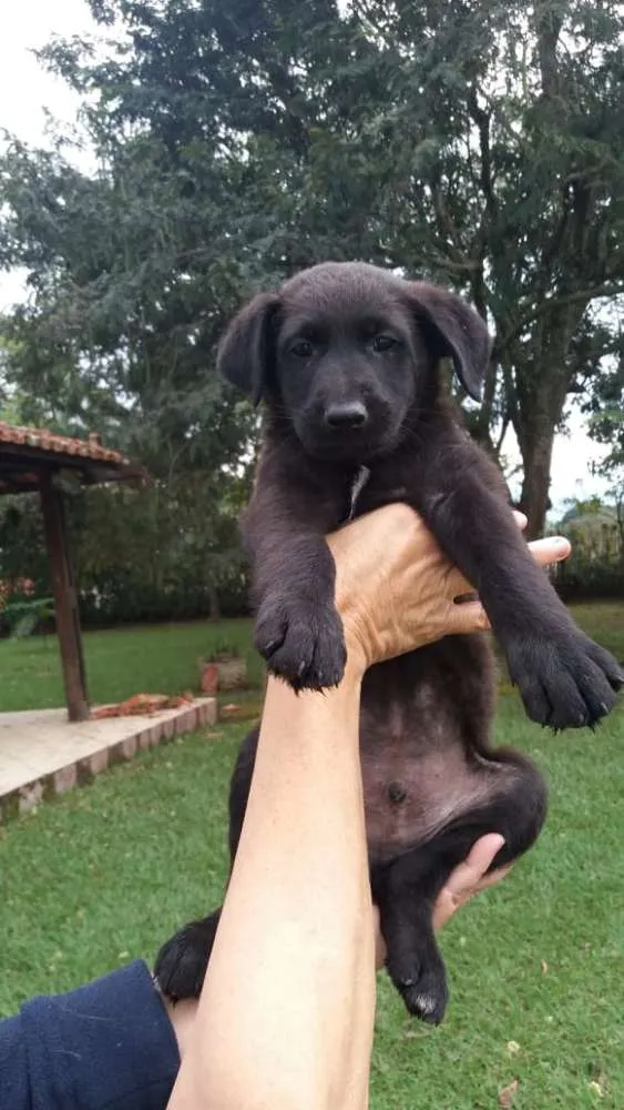 Cachorro ra a  idade 2 a 6 meses nome sem nome