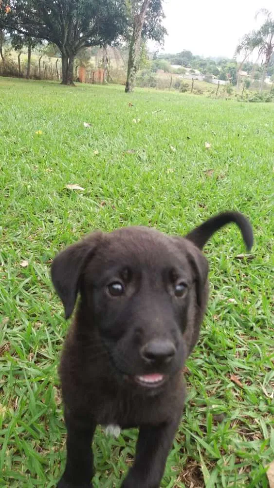 Cachorro ra a  idade 2 a 6 meses nome sem nome