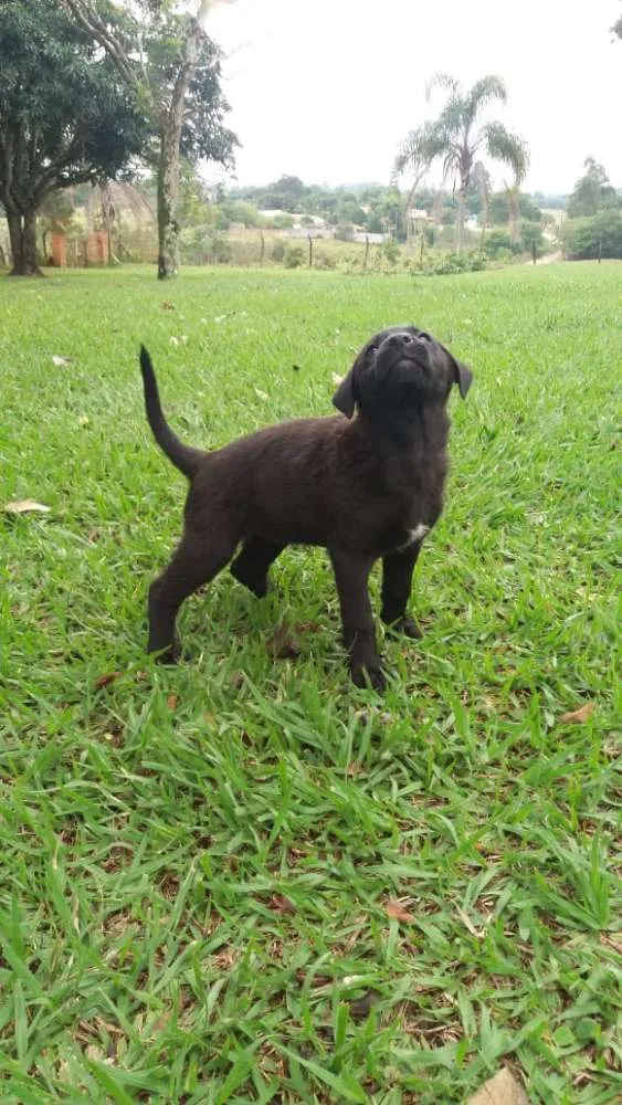 Cachorro ra a  idade 2 a 6 meses nome sem nome