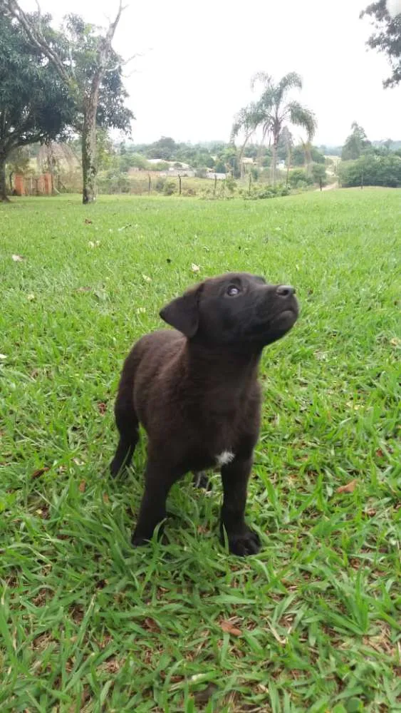 Cachorro ra a  idade 2 a 6 meses nome sem nome