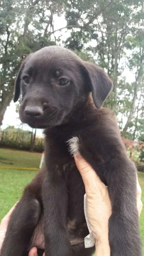 Cachorro ra a  idade 2 a 6 meses nome sem nome