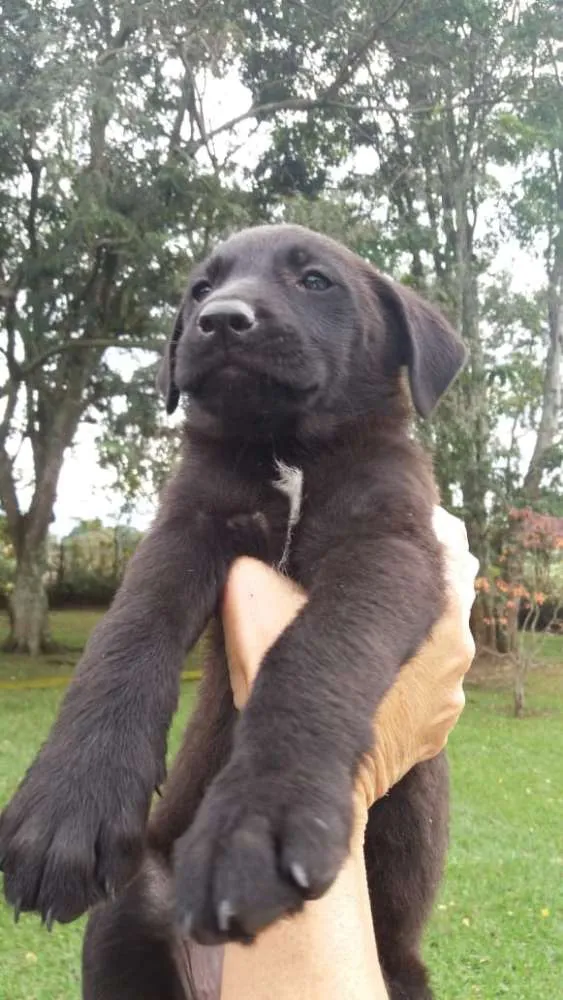 Cachorro ra a  idade 2 a 6 meses nome sem nome