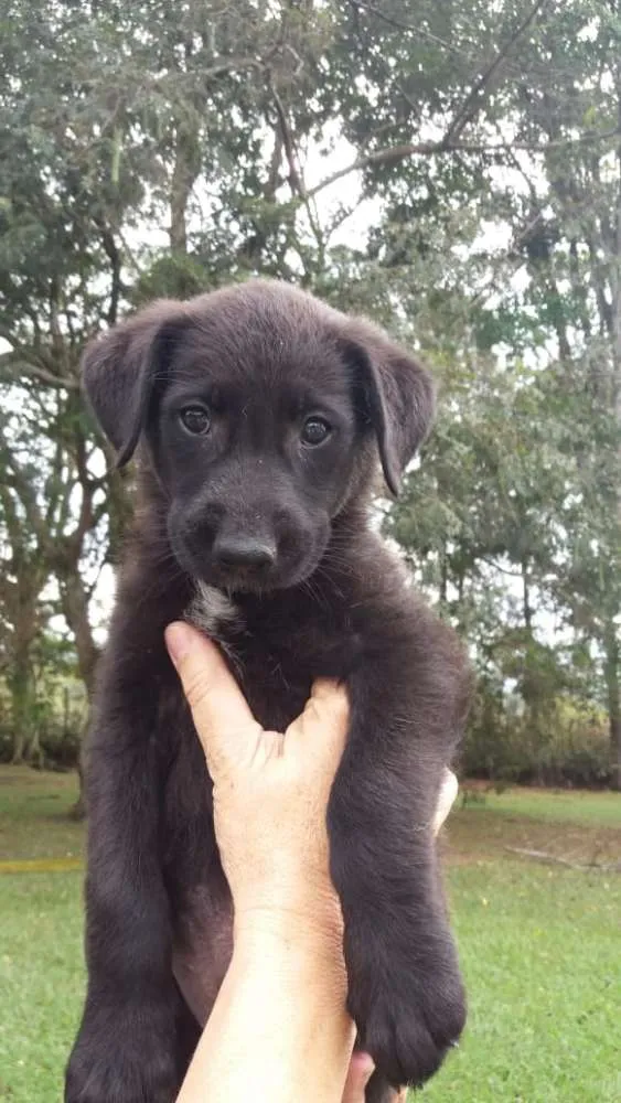 Cachorro ra a  idade 2 a 6 meses nome sem nome