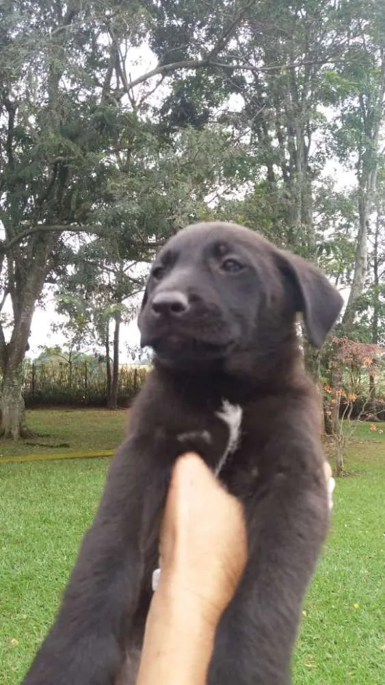 Cachorro ra a  idade 2 a 6 meses nome sem nome