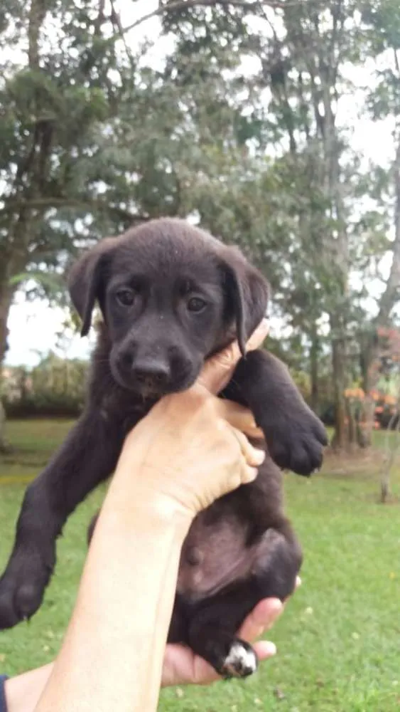 Cachorro ra a  idade 2 a 6 meses nome sem nome