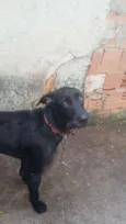 Negão